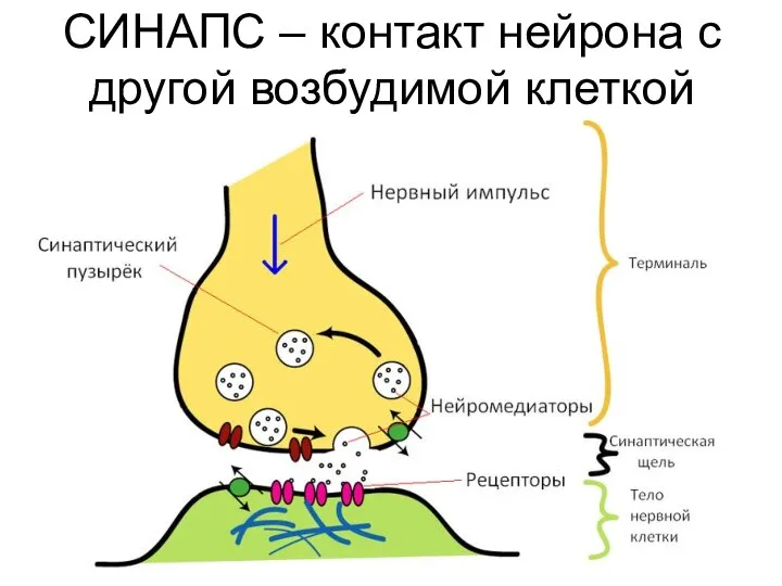 СИНАПС – контакт нейрона с другой возбудимой клеткой