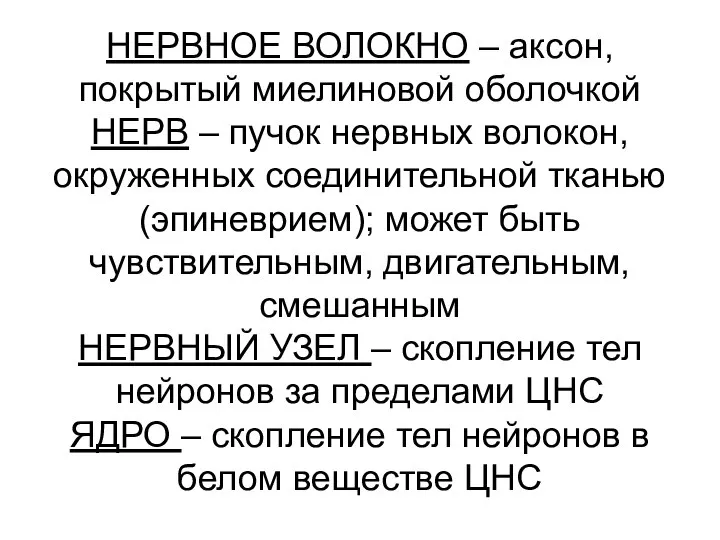 НЕРВНОЕ ВОЛОКНО – аксон, покрытый миелиновой оболочкой НЕРВ – пучок нервных