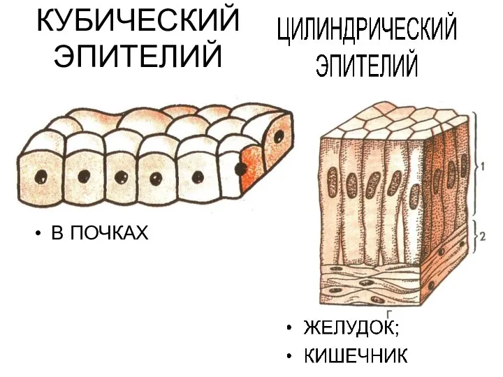 КУБИЧЕСКИЙ ЭПИТЕЛИЙ В ПОЧКАХ