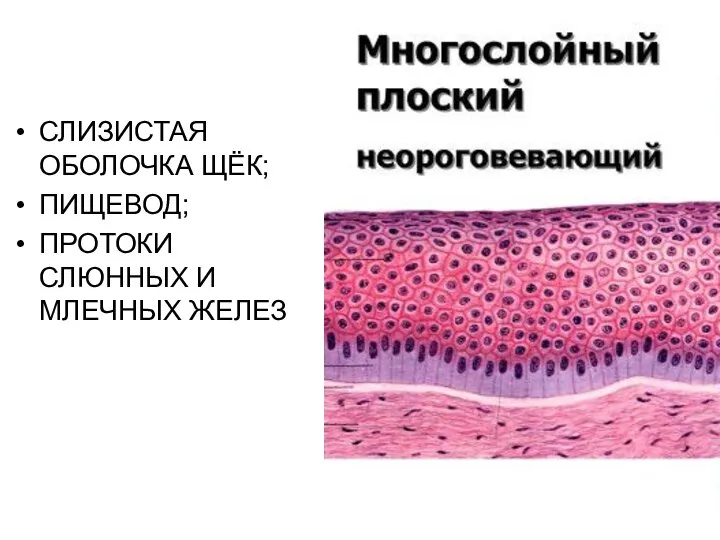 СЛИЗИСТАЯ ОБОЛОЧКА ЩЁК; ПИЩЕВОД; ПРОТОКИ СЛЮННЫХ И МЛЕЧНЫХ ЖЕЛЕЗ