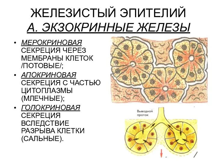 ЖЕЛЕЗИСТЫЙ ЭПИТЕЛИЙ А. ЭКЗОКРИННЫЕ ЖЕЛЕЗЫ МЕРОКРИНОВАЯ СЕКРЕЦИЯ ЧЕРЕЗ МЕМБРАНЫ КЛЕТОК /ПОТОВЫЕ/;