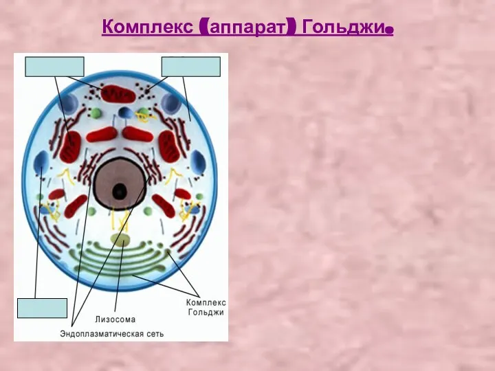 Комплекс (аппарат) Гольджи.