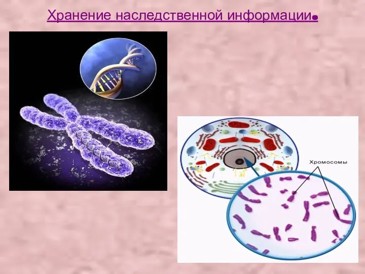 Хранение наследственной информации.