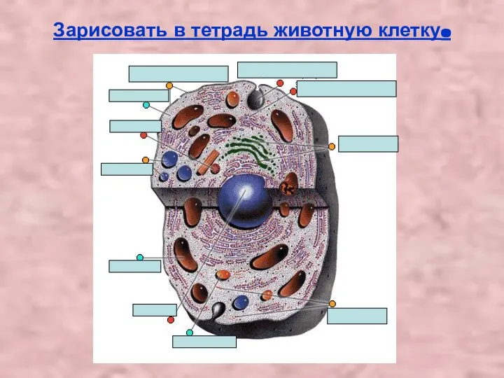 Зарисовать в тетрадь животную клетку.