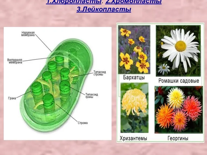 1.Хлоропласты. 2.Хромопласты 3.Лейкопласты