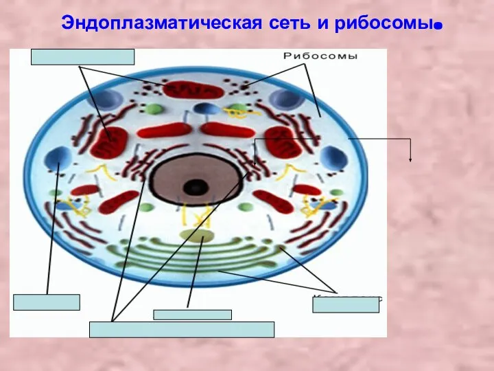 Эндоплазматическая сеть и рибосомы.