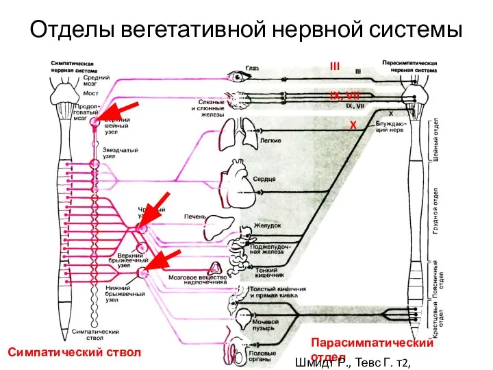 Отделы вегетативной нервной системы III IX, VII X Симпатический ствол Парасимпатический