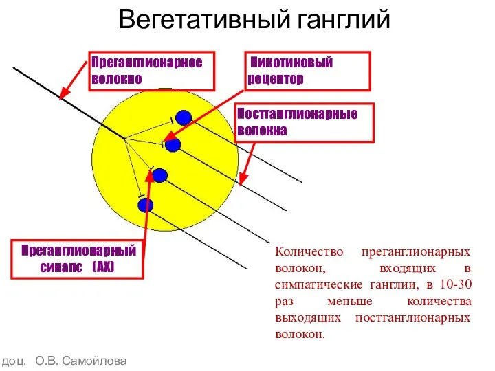 Вегетативный ганглий Количество преганглионарных волокон, входящих в симпатические ганглии, в 10-30