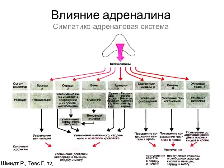 Влияние адреналина Симпатико-адреналовая система Шмидт Р., Тевс Г. т2, 2005