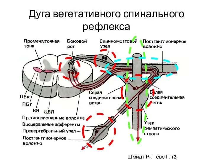 Дуга вегетативного спинального рефлекса Шмидт Р., Тевс Г. т2, 2005