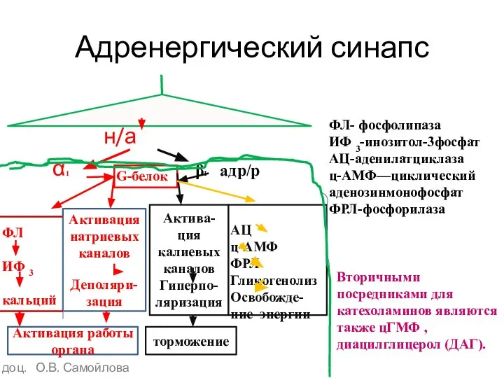 Адренергический синапс н/а α1 β1 адр/р ФЛ- фосфолипаза ИФ 3-инозитол-3фосфат АЦ-аденилатциклаза