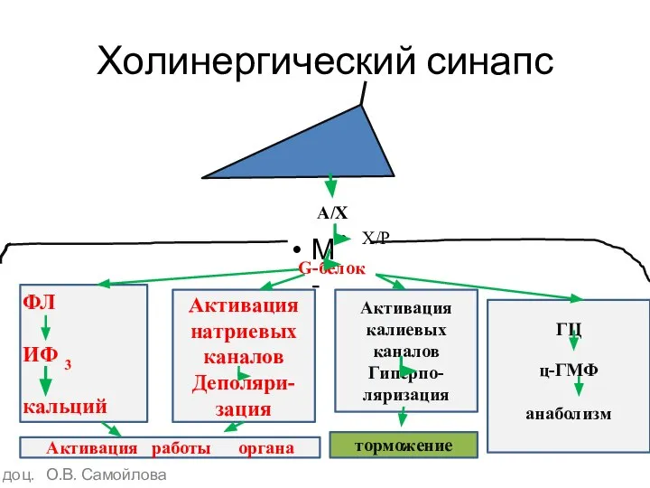 Холинергический синапс М- G-белок Х/Р А/Х доц. О.В. Самойлова