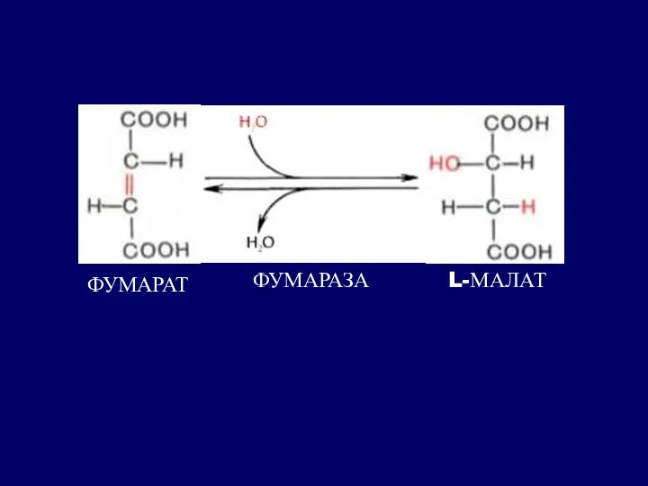 ФУМАРАТ ФУМАРАЗА L-МАЛАТ