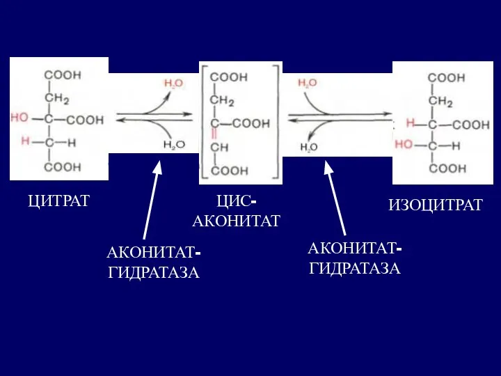 АКОНИТАТ- ГИДРАТАЗА ЦИТРАТ АКОНИТАТ- ГИДРАТАЗА ЦИС-АКОНИТАТ ИЗОЦИТРАТ