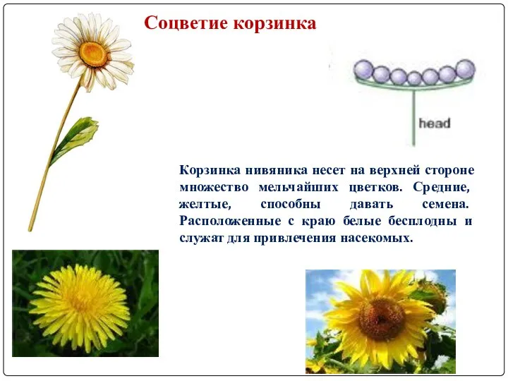 Корзинка нивяника несет на верхней стороне множество мельчайших цветков. Средние, желтые,