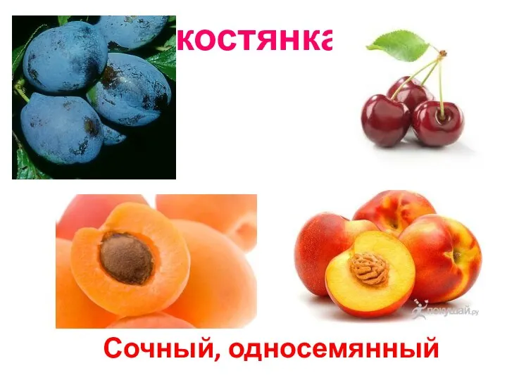 костянка Сочный, односемянный