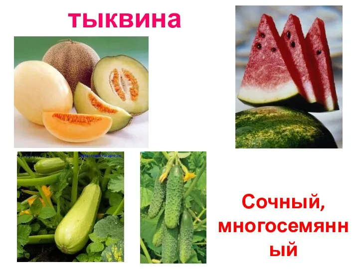 тыквина Сочный, многосемянный