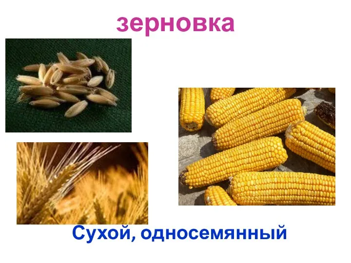 зерновка Сухой, односемянный