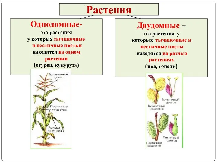 Растения Однодомные- это растения у которых тычиночные и пестичные цветки находятся