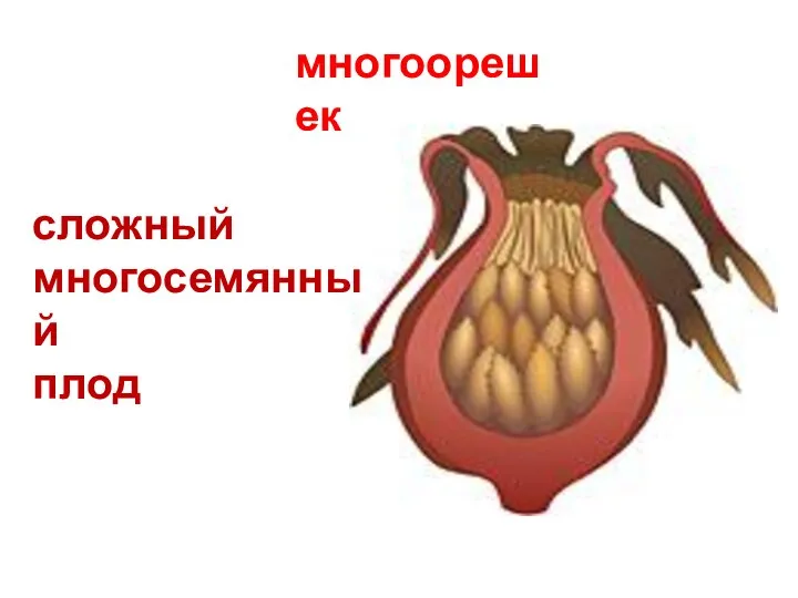 многоорешек сложный многосемянный плод