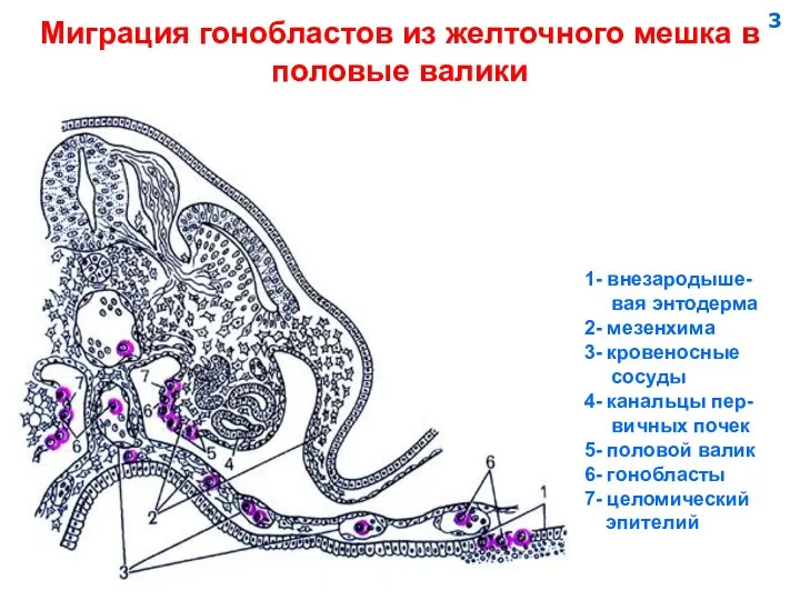 Миграция гонобластов из желточного мешка в половые валики 1- внезародыше- вая