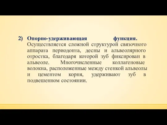 Опорно-удерживающая функция. Осуществляется сложной структурой связочного аппарата периодонта, десны и альвеолярного