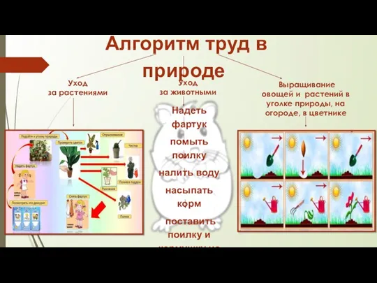 Алгоритм труд в природе Уход за растениями Уход за животными Выращивание