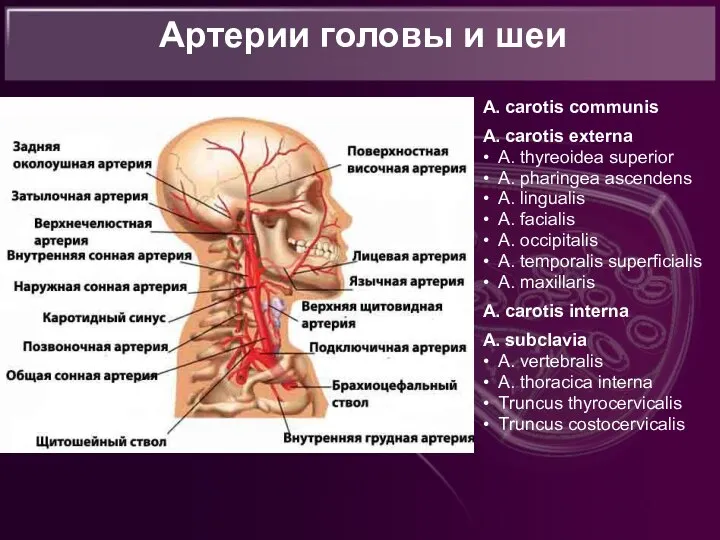 Артерии головы и шеи А. carotis communis A. carotis externa •