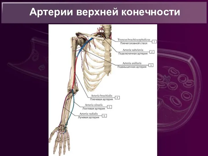 Артерии верхней конечности