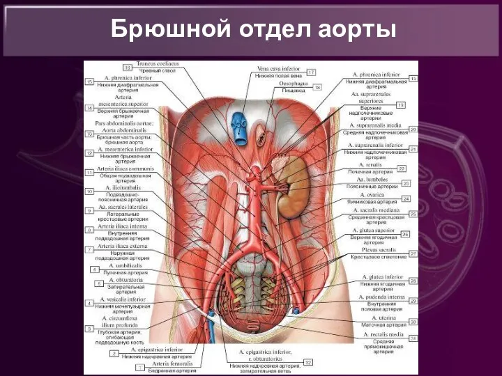 Брюшной отдел аорты