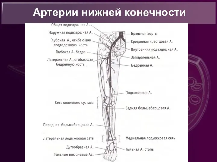 Артерии нижней конечности