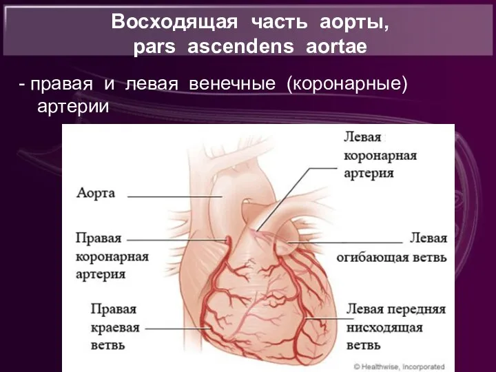 Восходящая часть аорты, pars ascendens aortae - правая и левая венечные (коронарные) артерии