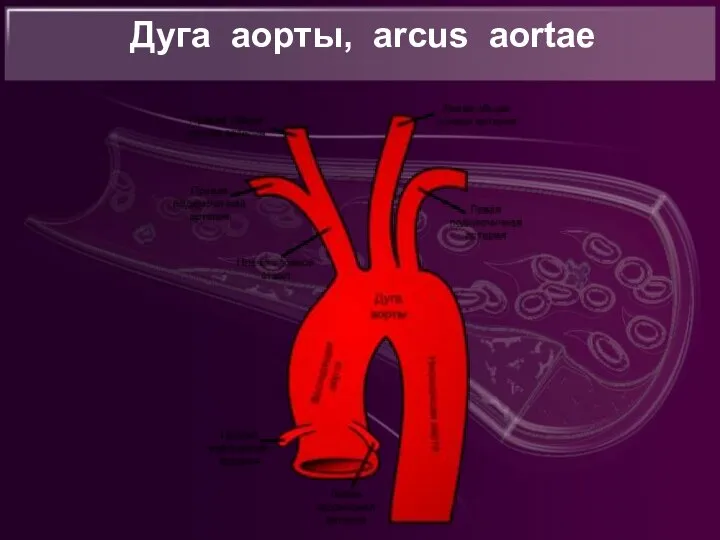 Дуга аорты, arcus aortae