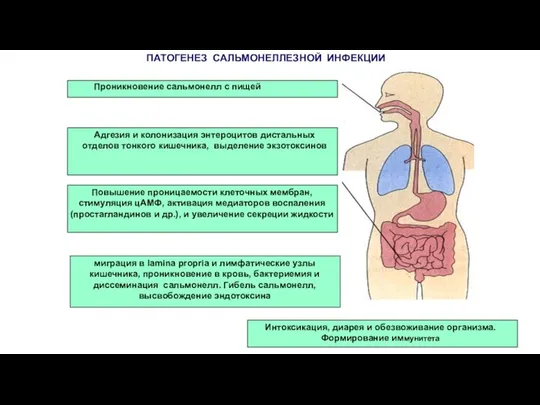 Проникновение сальмонелл с пищей Адгезия и колонизация энтероцитов дистальных отделов тонкого