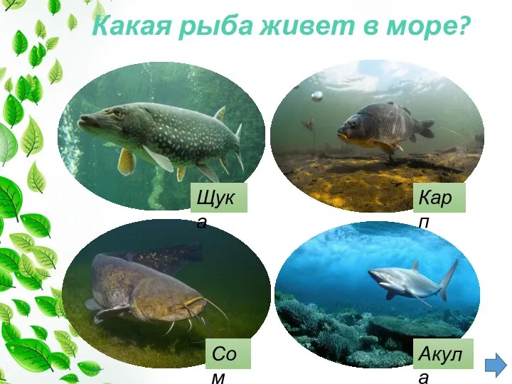 Какая рыба живет в море? Сом Карп Щука Акула