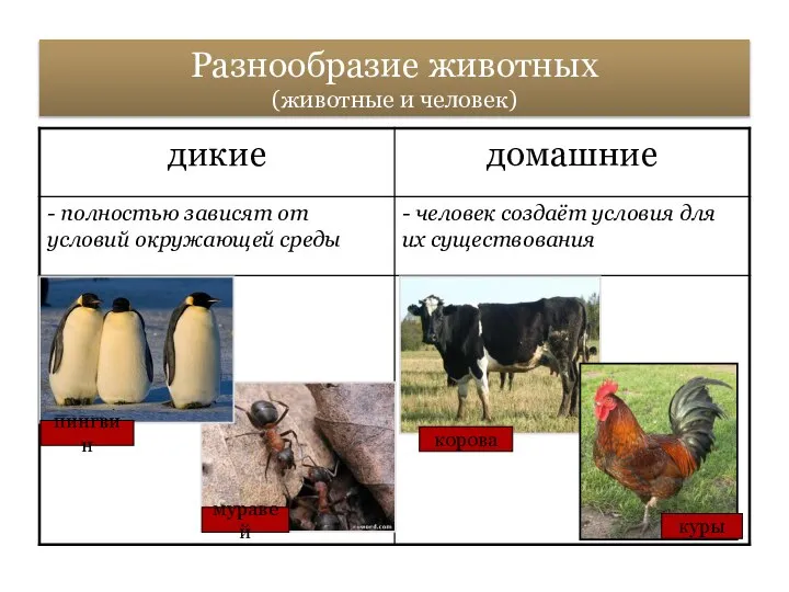 Разнообразие животных (животные и человек) пингвин муравей куры корова