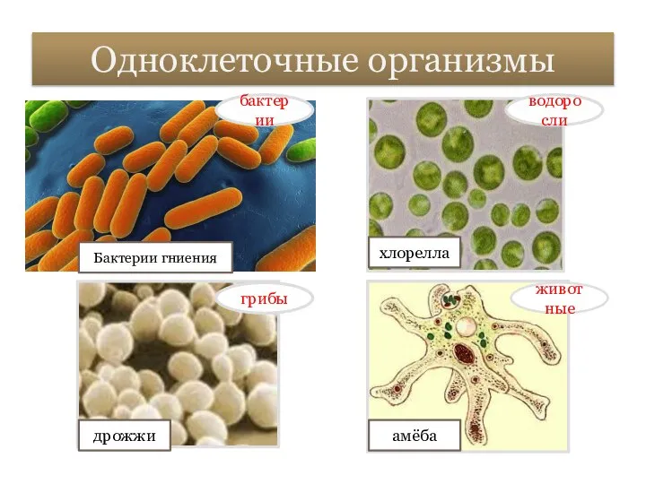 Одноклеточные организмы бактерии грибы водоросли животные Бактерии гниения дрожжи хлорелла амёба