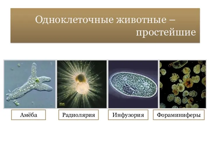 Одноклеточные животные – простейшие Амёба Инфузория Радиолярия Фораминиферы