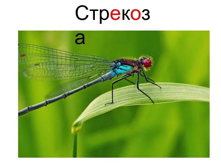 Стрекоза