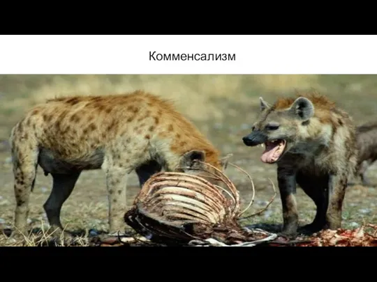 Комменсализм