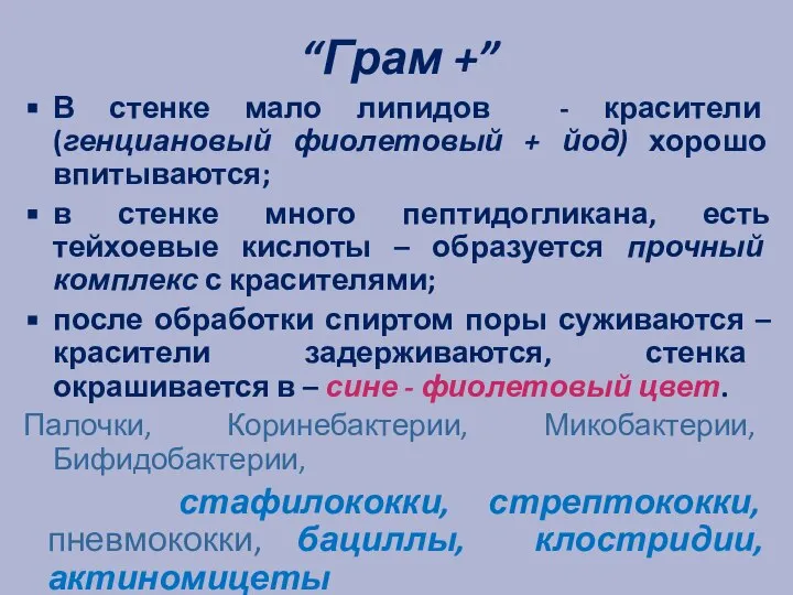 “Грам +” В стенке мало липидов - красители (генциановый фиолетовый +