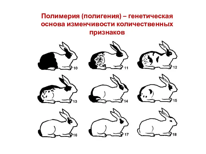 Полимерия (полигения) – генетическая основа изменчивости количественных признаков