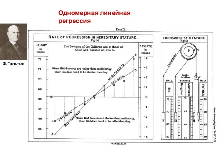 Одномерная линейная регрессия Ф.Гальтон