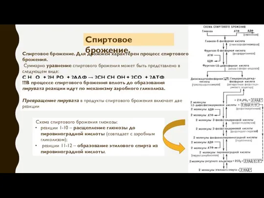 Спиртовое брожение. Для дрожжей характерен процесс спиртового брожения. Суммарно уравнение спиртового