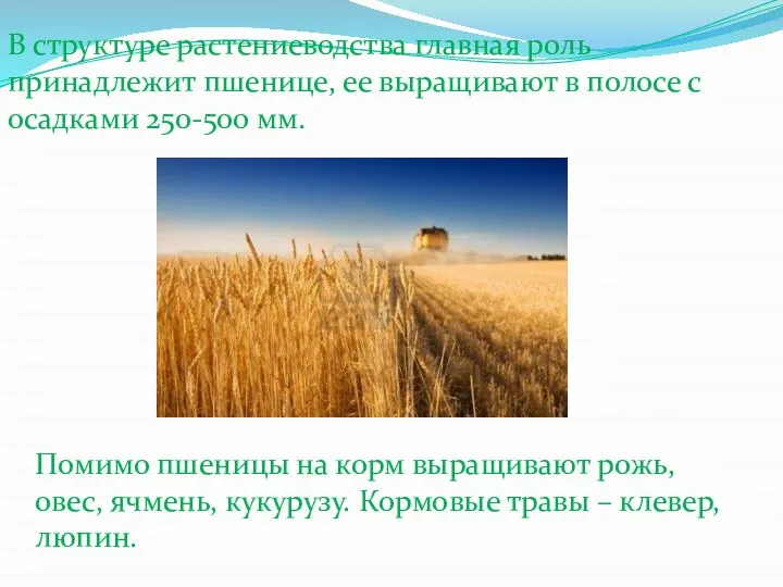 В структуре растениеводства главная роль принадлежит пшенице, ее выращивают в полосе