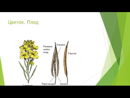 Цветок. Плод