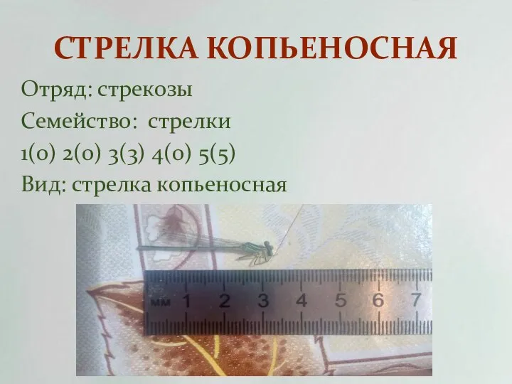 СТРЕЛКА КОПЬЕНОСНАЯ Отряд: стрекозы Семейство: стрелки 1(0) 2(0) 3(3) 4(0) 5(5) Вид: стрелка копьеносная