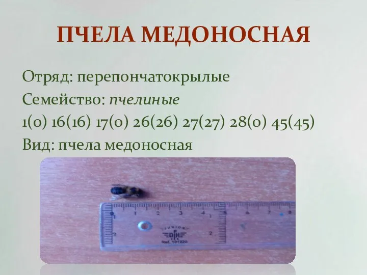 ПЧЕЛА МЕДОНОСНАЯ Отряд: перепончатокрылые Семейство: пчелиные 1(0) 16(16) 17(0) 26(26) 27(27) 28(0) 45(45) Вид: пчела медоносная