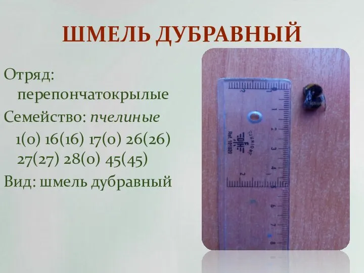 ШМЕЛЬ ДУБРАВНЫЙ Отряд: перепончатокрылые Семейство: пчелиные 1(0) 16(16) 17(0) 26(26) 27(27) 28(0) 45(45) Вид: шмель дубравный