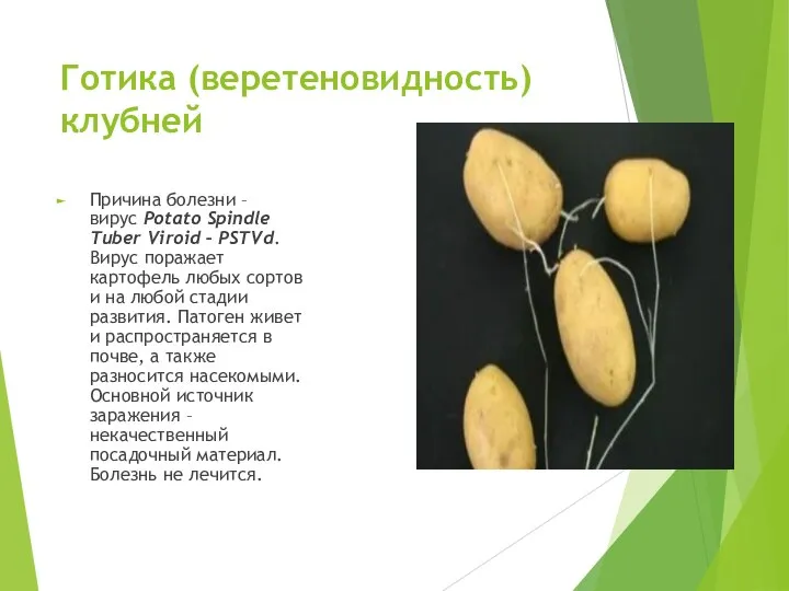 Готика (веретеновидность) клубней Причина болезни – вирус Potato Spindle Tuber Viroid